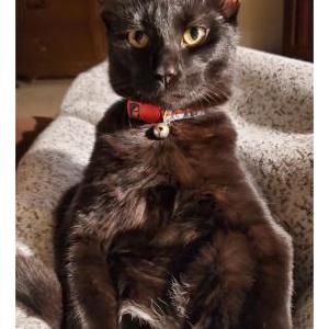 Lost Cat Emmett