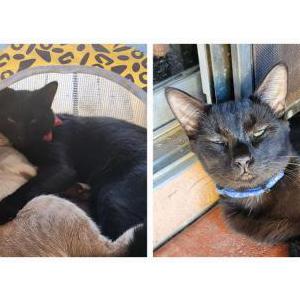 Image of Cadillac, Lost Cat