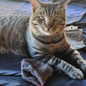 Image of Cosmo, Lost Cat