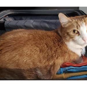 Image of Oscar, Lost Cat