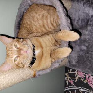 Image of Tangie, Lost Cat