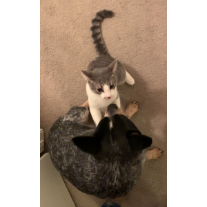 Image of Cheese / Mr. Kitch, Lost Cat