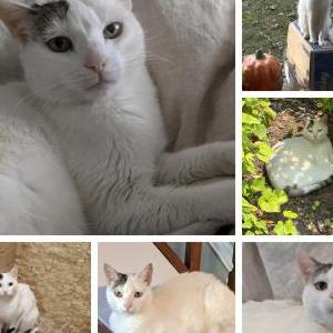 Lost Cat Grover