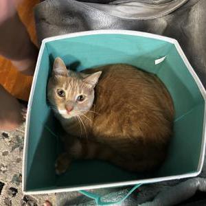 Image of Patrick, Lost Cat