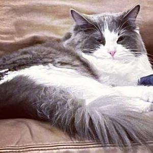 Image of miles, Lost Cat