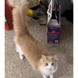 Image of Emo, Lost Cat