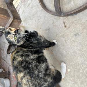 Found Cat Unknown