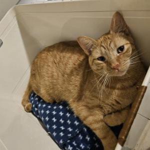 Lost Cat That Guy