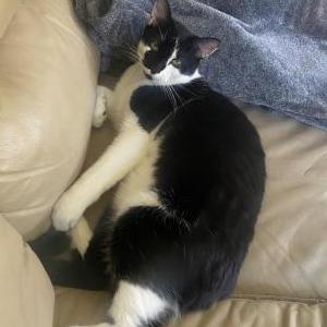 Image of Otis, Lost Cat