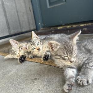 Image of Eren, Mikasa and Nub, Lost Cat