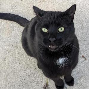 Image of Unknown, Found Cat