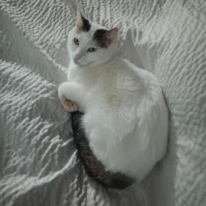 Image of Olaf, Lost Cat
