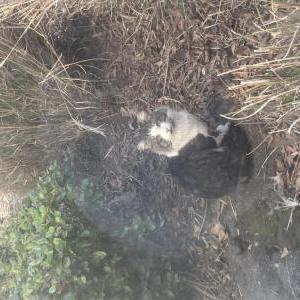 Image of Unkown, Found Cat