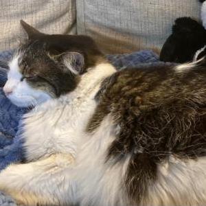 Image of Omega, Lost Cat