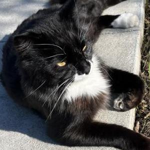 Image of Unknown, Found Cat