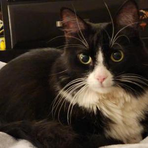 Image of Noche, Lost Cat