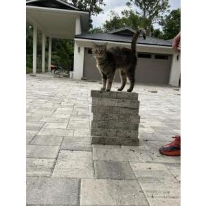 Image of Basil, Lost Cat