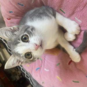 Image of Cuca, Lost Cat