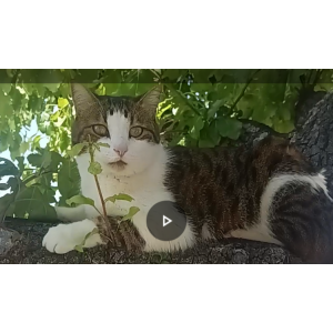 Image of Baby, Lost Cat