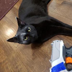 Image of Pistachio, Lost Cat