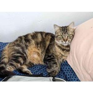 Image of Zala, Lost Cat