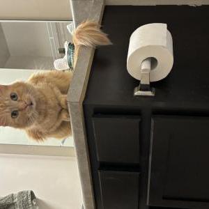 Found Cat Unknown