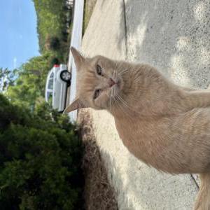 Image of Unknown, Lost Cat