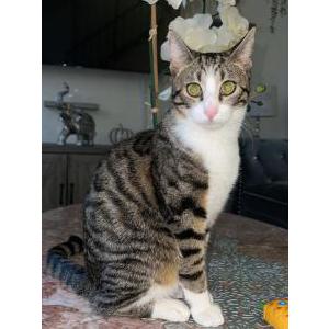 Image of Rayo, Lost Cat