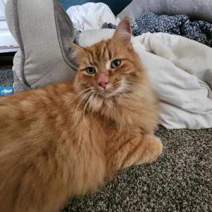 Lost Cat Gus