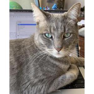 Image of Luke, Lost Cat