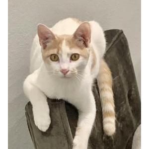 Image of Simba, Lost Cat