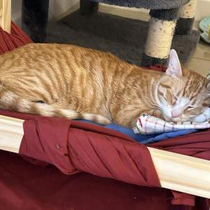 Image of Kitti-wan, Lost Cat