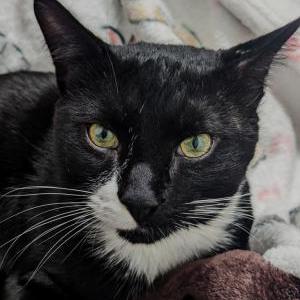 Image of Aries, Lost Cat