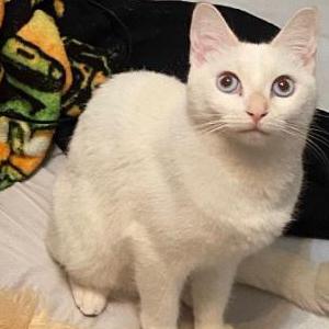 Image of Sage, Lost Cat