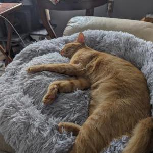 Lost Cat Ricky