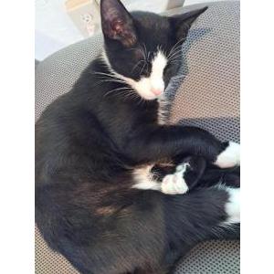Image of Oreo, Lost Cat