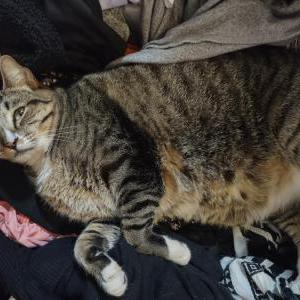 Image of Donny, Lost Cat