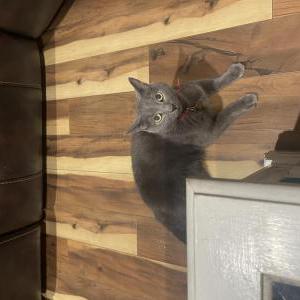 Image of Shine, Lost Cat