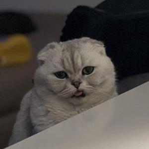 Image of Koks, Lost Cat