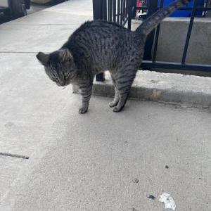 Found Cat Unknown