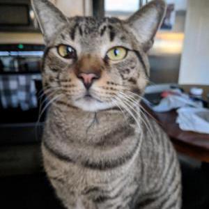 Lost Cat Rocco
