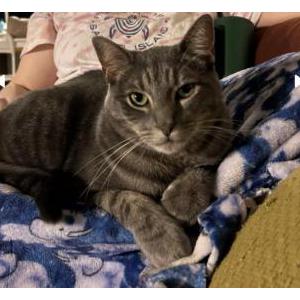 Lost Cat Xander