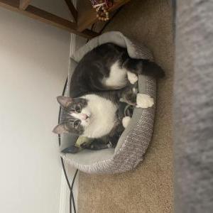 Image of Oliver, Lost Cat