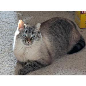 Image of Skye, Lost Cat