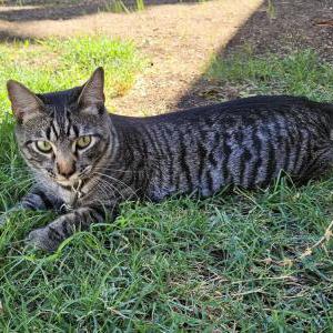 Image of Pookie, Lost Cat
