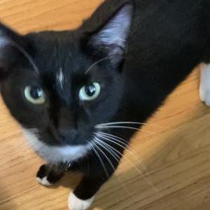 Image of Archie, Lost Cat