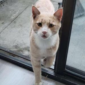 Image of Unknown, Found Cat