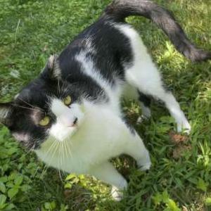 Lost Cat Oliver