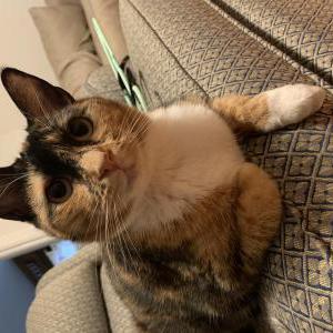 Lost Cat Hex