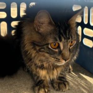 Image of Maine Coon, Found Cat